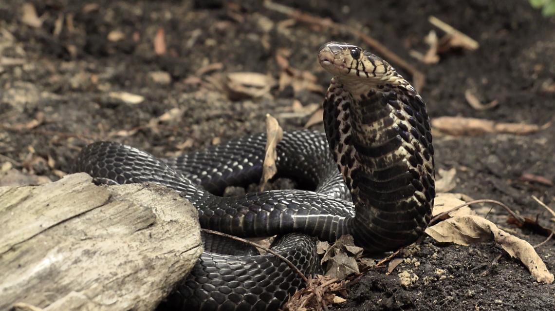 The bite of the forest cobra, whose scientific name is Naja melanoleuca, can induce a severe neurotoxic envenomation that is potentially life-threatening. The bite of the forest cobra, whose scientific name is Naja melanoleuca, can induce a severe neurotoxic envenomation that is potentially life-threatening.
